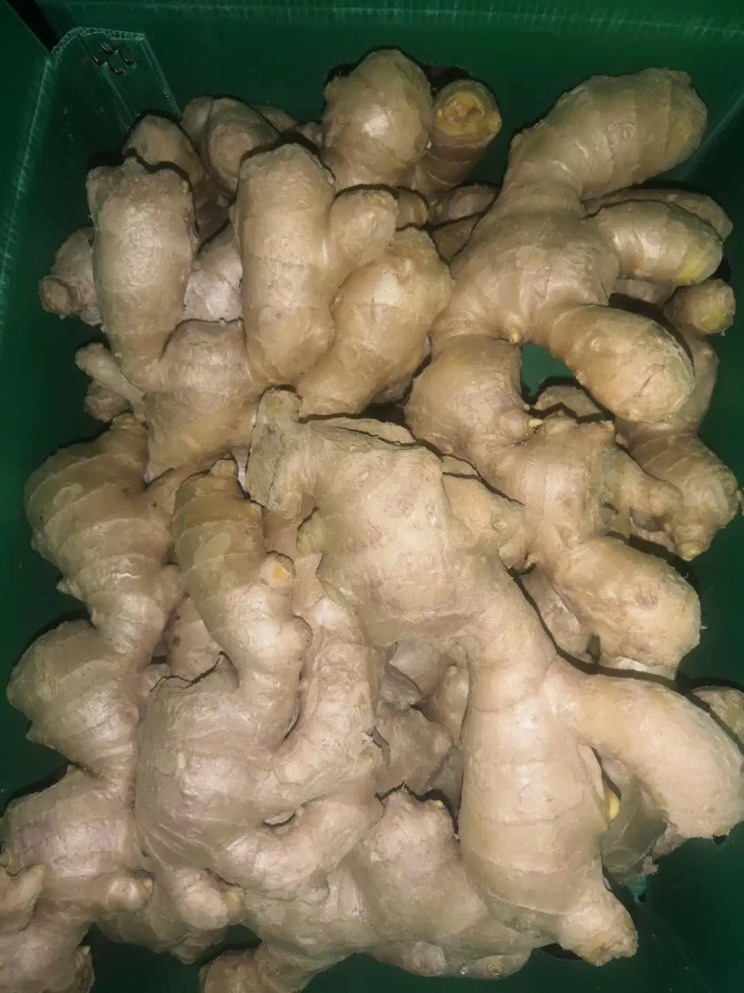 Chinese Spicy Ginger Sold Directly From The Factory