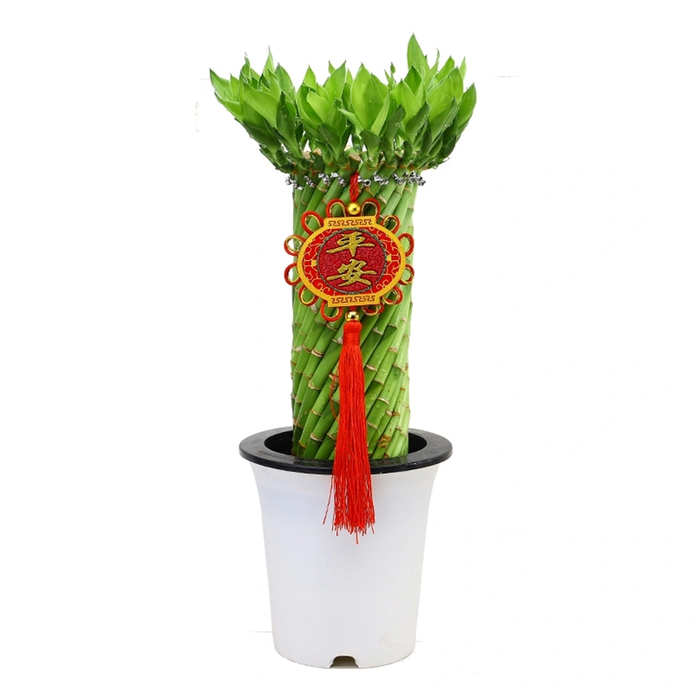 Bonsai Lucky Bamboo Arrangement Stiel Live Indoor Plant Einzigartige Gartengeschenk, Tabletop Office Dekor