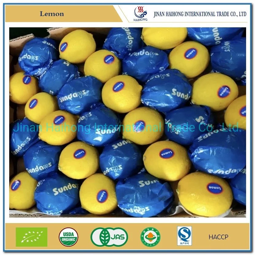 Hot Sale New Crop Fresh Lemon Organic Fresh Lemon From China with Cheap Price