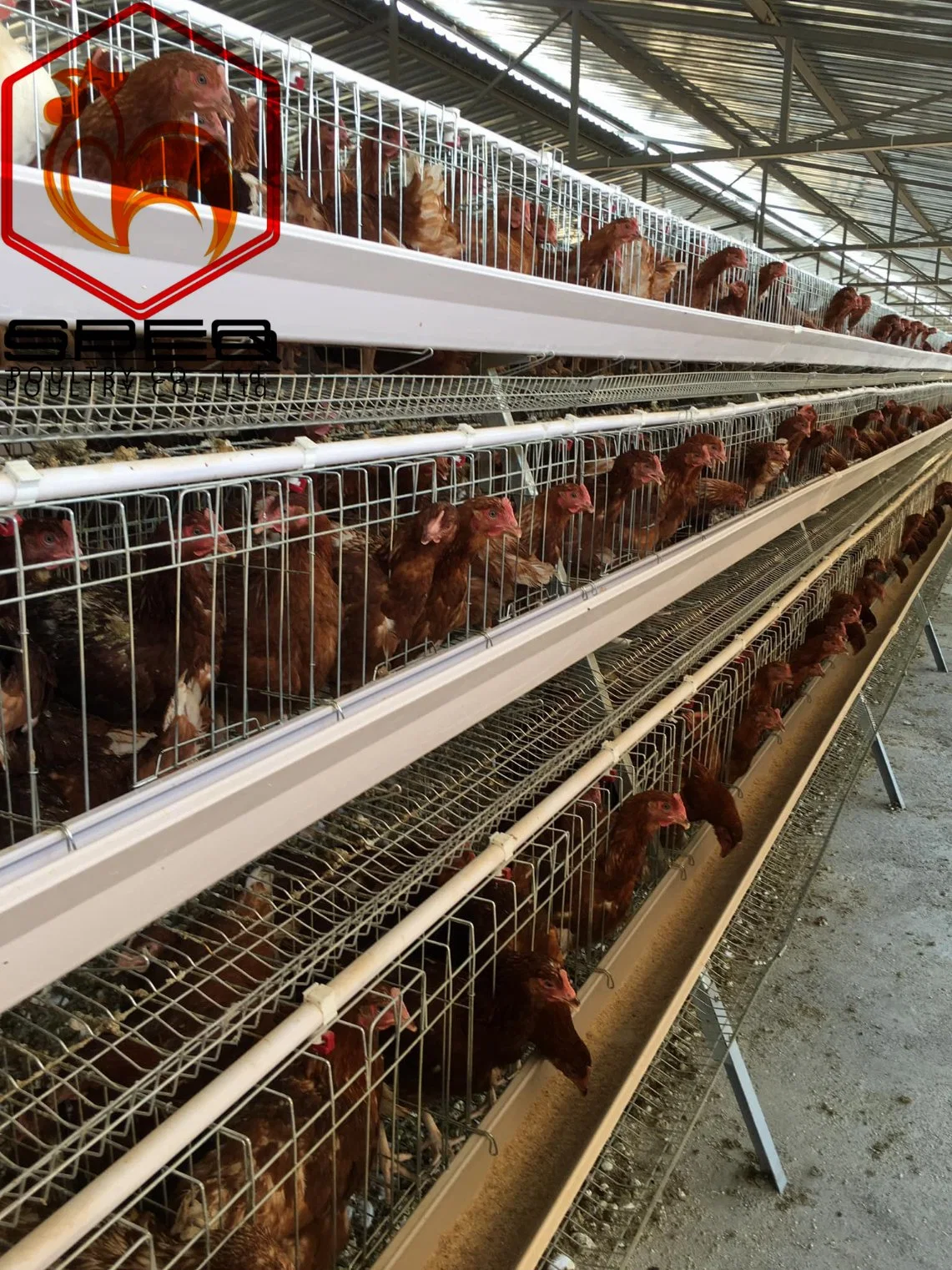 Durable High Efficient Automatic Hen Layer Feeding Cage for Sale