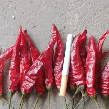 Natural Dried Red Chili 819 Super Hot Chilis