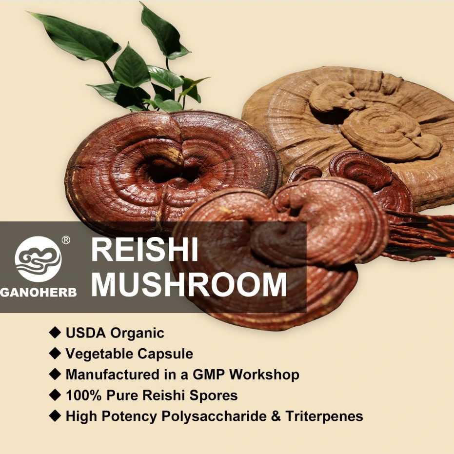 Manufacturer Direct Supply Ganoderma Reishi Lingzhi Spore Oil Softgel