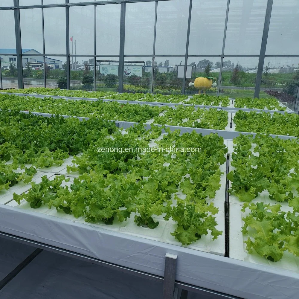 Dwc Water Floating Hydroponics Growing Systems for Strawberry Lettuce in Greenhouse