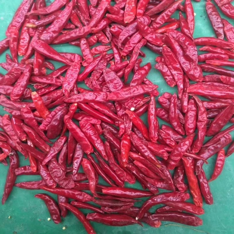 Piment rouge chinois piment chaud Chili sec Chili rouge chinois