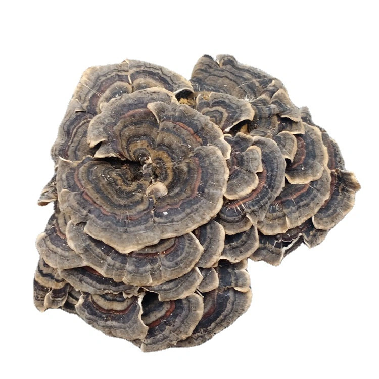 Dried Turkey Tail Mushroom, Trametes Versicolor, Coriolus Versicolor, Polyporus Versicolor Supplier