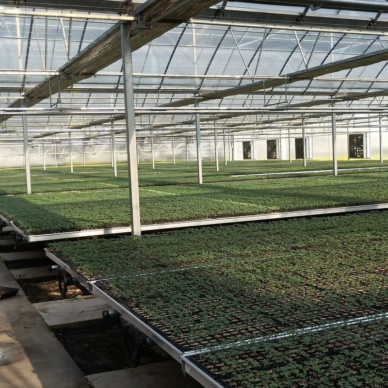 Multispan Plastic Film Covered Commercial Greenhouse with Tomato Hydroponics