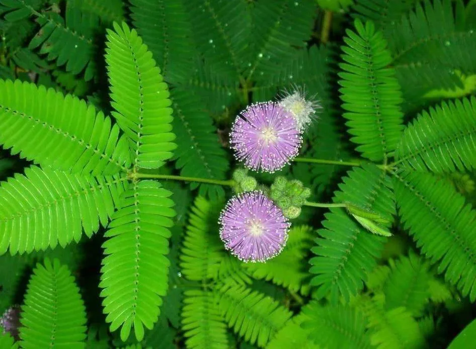 100% Natural extracto de plantas sensibles/ Mimosa Hostilis extracto de corteza en polvo de raíz