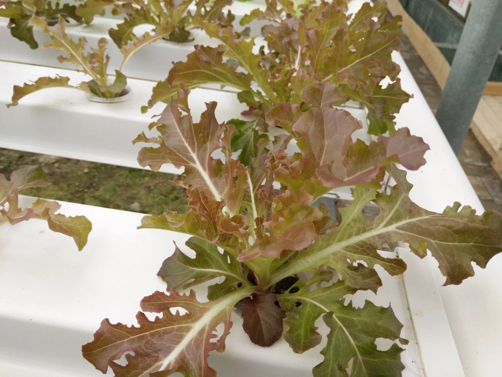 Blattgemüse Wachsenden Kanal Garten Vertikale Hydroponic