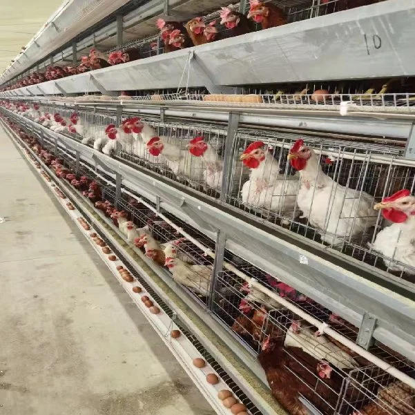 Construções prefabricadas de Estrutura de aço do Prédio de Máquinas Avícola de frango