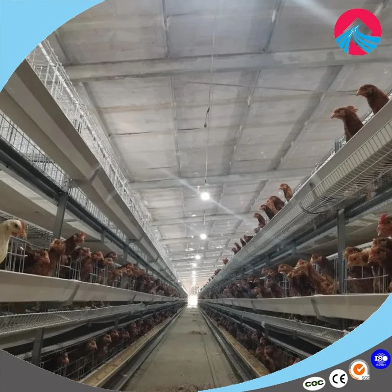 Tipo H automática de las aves de corral de jaulas en batería para la capa pollo granja avícola