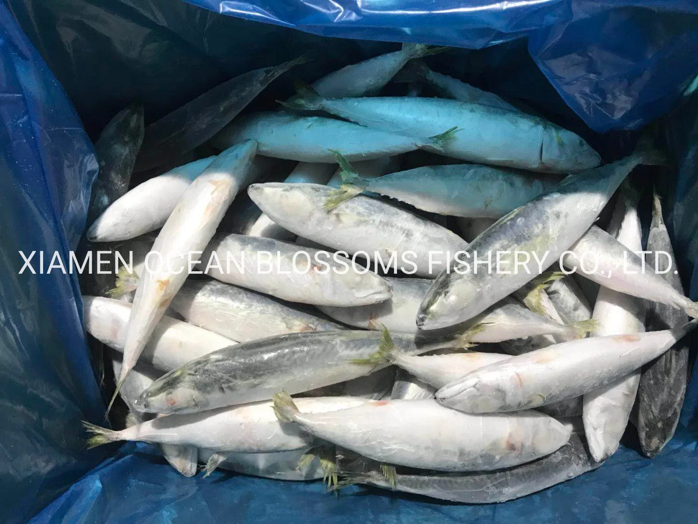 Factory Supply IQF Frozen Pacific Mackerel Whole Round Scomber Japonicus