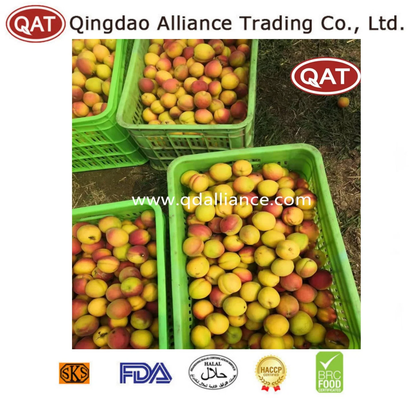 Gran valor IQF Frutas congeladas Apricot Dados exportados a Europa Desde China