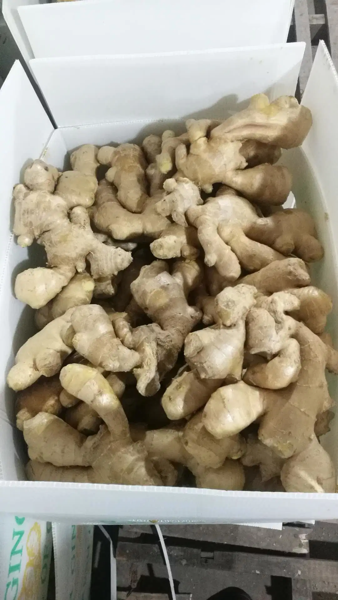 Bset Quality Air Dry Ginger From China