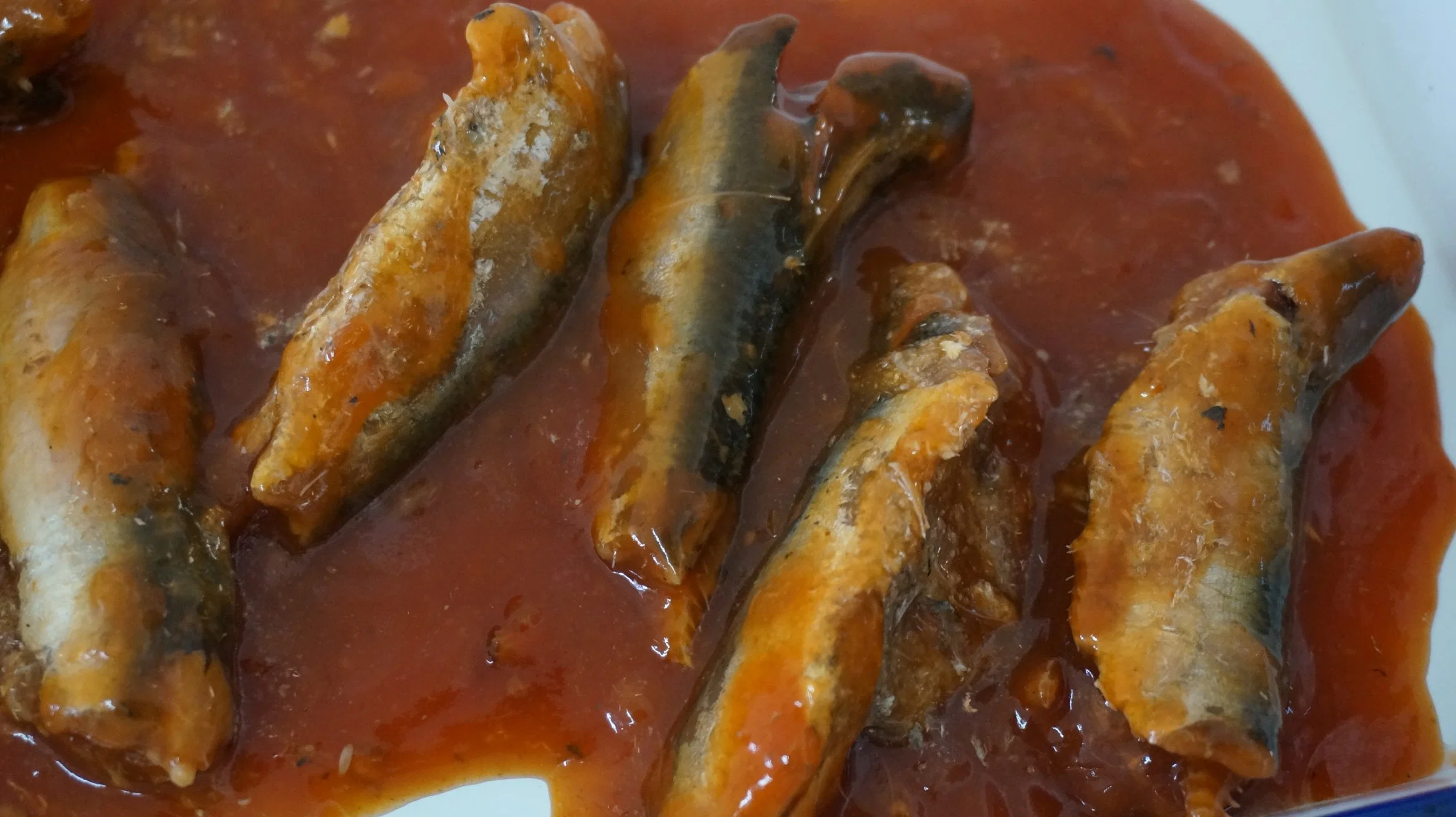 أفضل سمك Halal Sardine المعلب في صلصة الطماطم والزيت حجم 50X155g علبة كرتونية تقلص