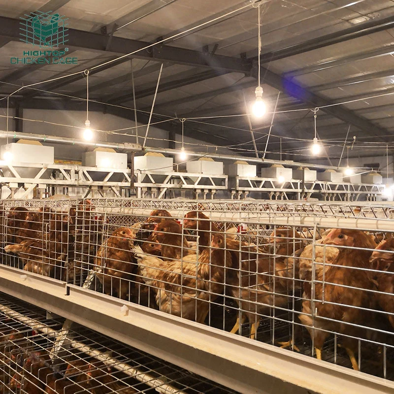 Equipamento de gaiola de criação de frangas para o Galpão de casa de frango de Avícola