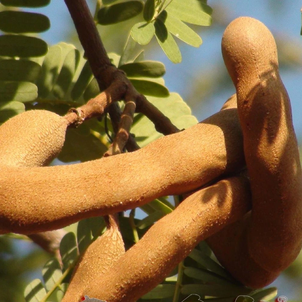 Dulce 100% puro de los alimentos orgánicos Extracto de Semilla de Tamarindo El Tamarindo de aditivos en polvo