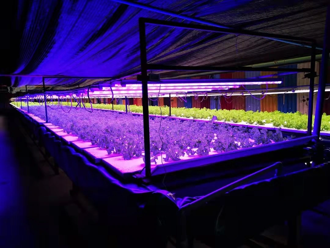 Las lámparas fluorescentes T8 crecen el tubo de luz de lámpara para el crecimiento de plantas hidropónicas luz