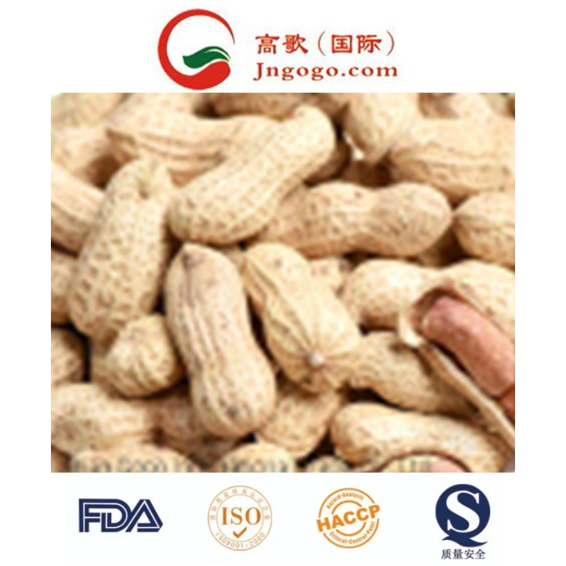 High quality/High cost performance /New Crop Peanut Kernals