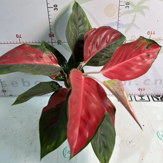 Hotsale разнопланового Aglaonema Dongfang красный растений