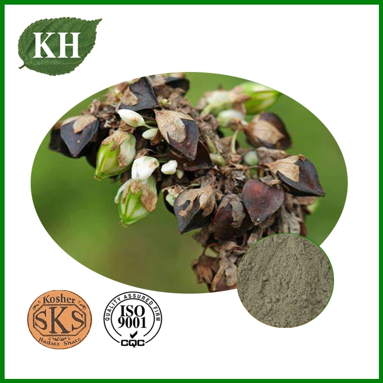 Loss Weight Buckwheat Seed Extract Total Flavonoids