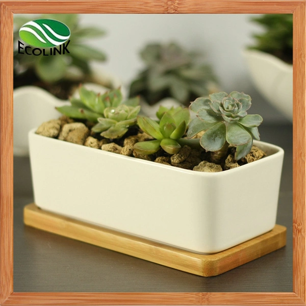 Various Ceramic Succulent Pot with Bamboo Tray