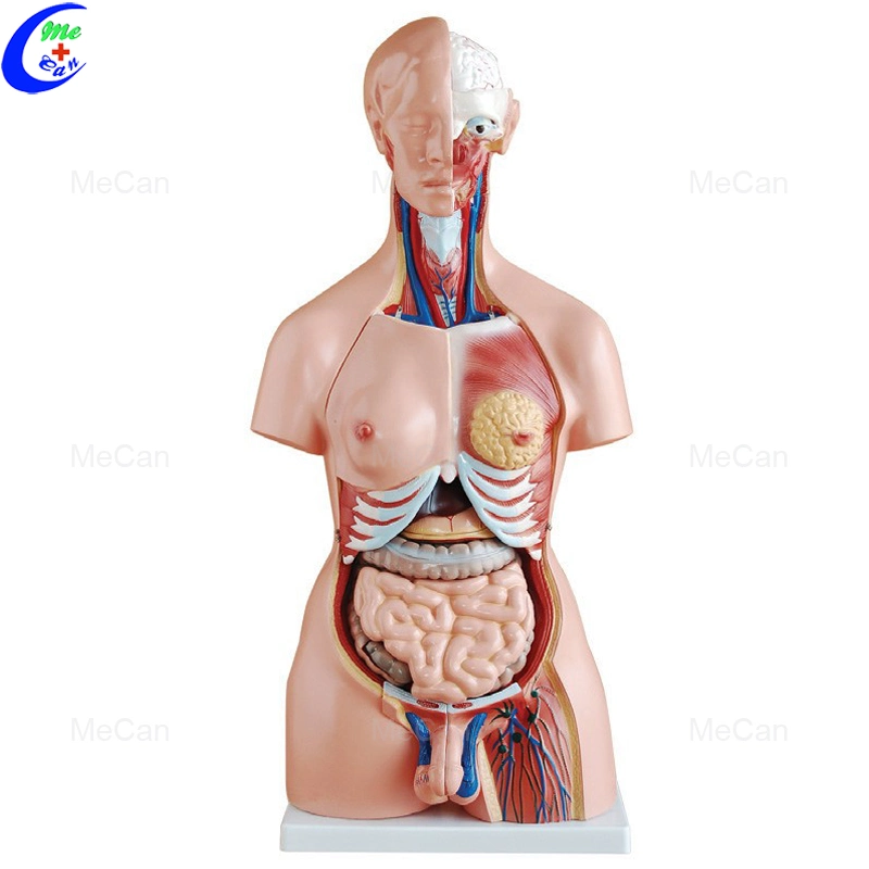 Human Anatomical Dual Sex Torso Body Anatomy Model Human Boby Medical Educational Human Anatomy Model for Teaching