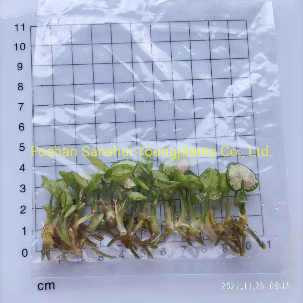 Syngonium Milk Confetii Tissue Culture Young Ornamental Plant