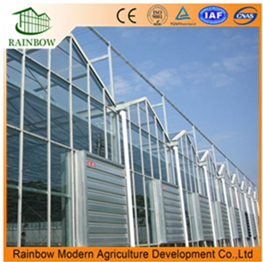 Venlo Agriculture Multi Span Hydroponic Tomato Glass Greenhouse