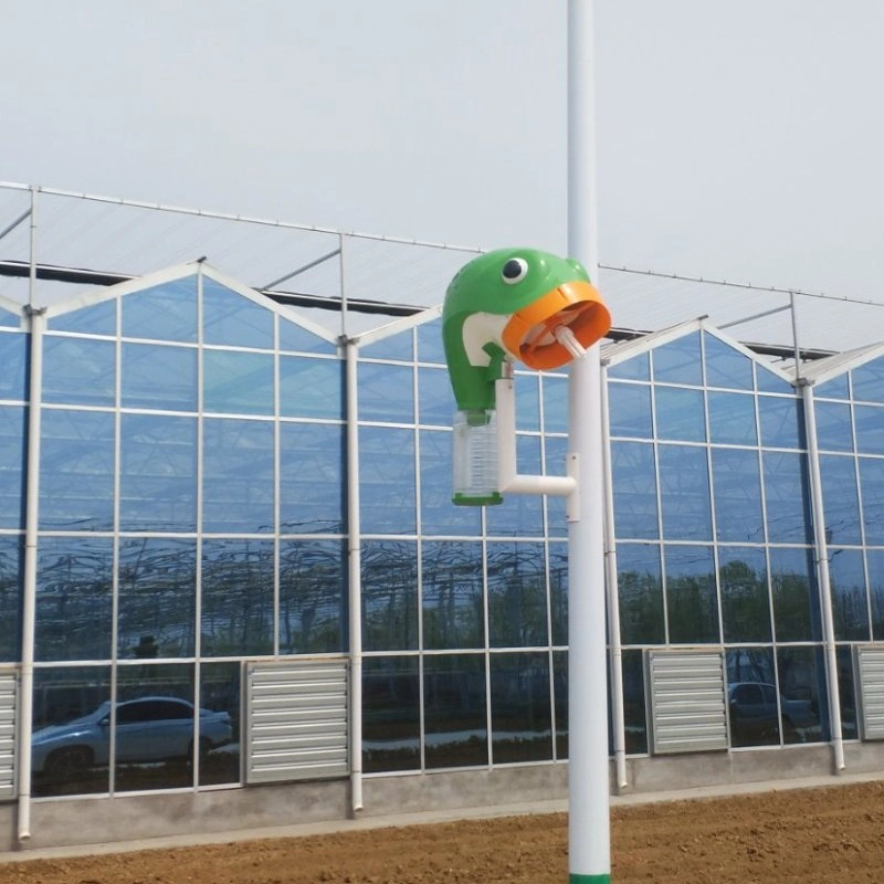 Multi Span Glass Greenhouse for Growing Lettuce