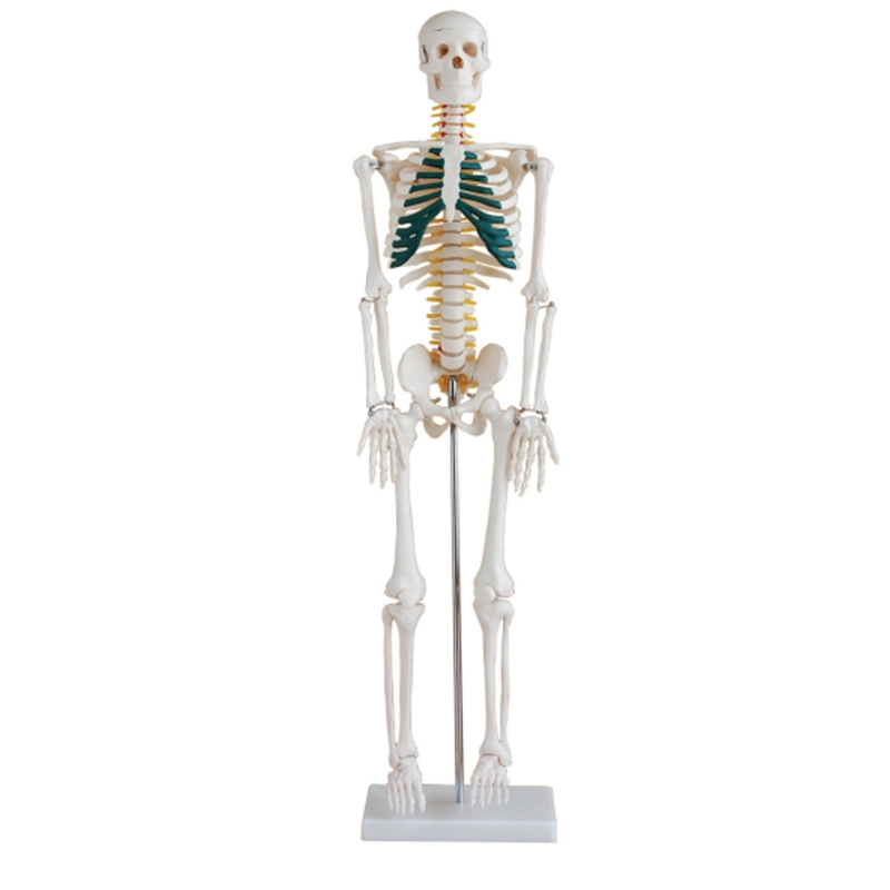 Bas prix PVC Skeleton Mecan formation médicale Dummy Anatomie humaine Modèle anatomique