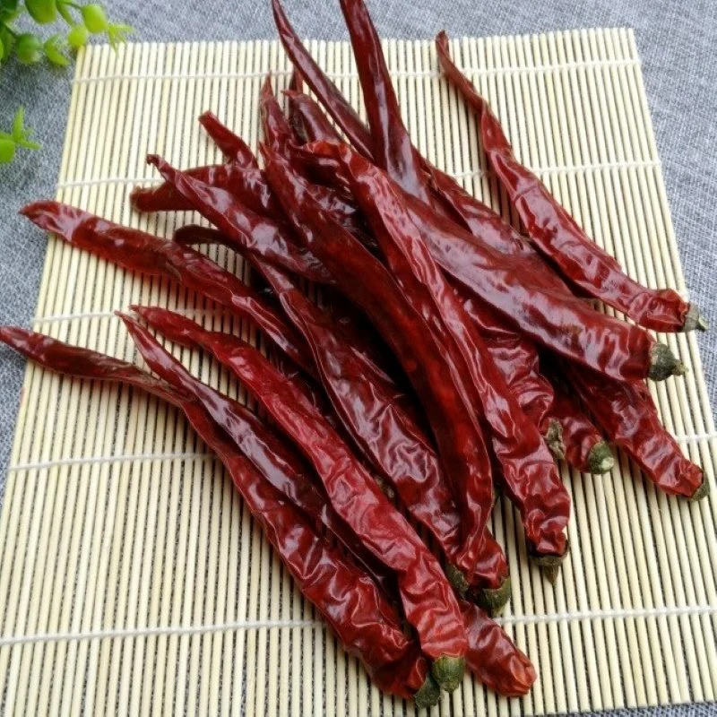 Hot Capsicum Chilli Pepper Dry Red Paprika / Sangying Chili / Yidu Chilli / Xinglong