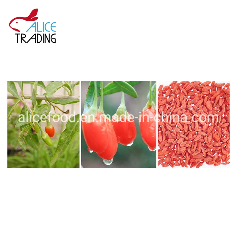 Health Food China Dried Goji Berry for Exporting