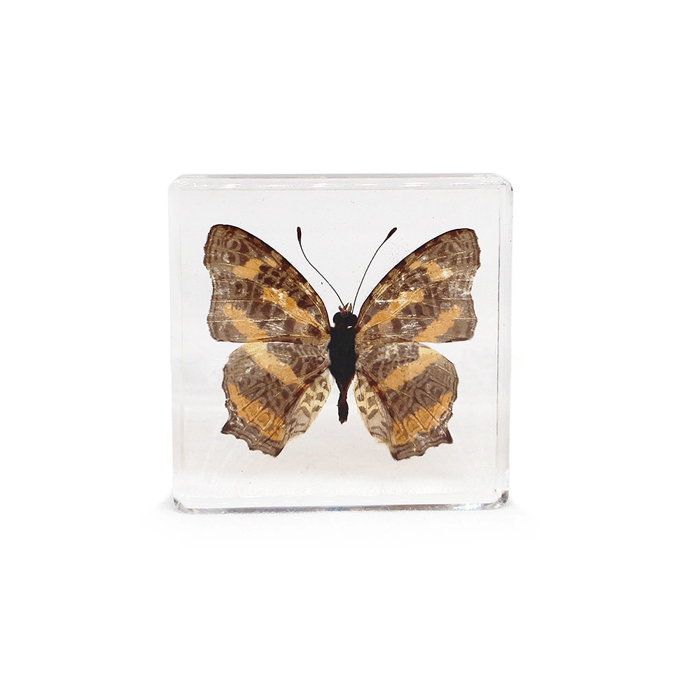 عينات حشرة الفراشة الحقيقية المحفوظة في الراتنج كمساعدات تعليمية للمدرسة وتذكارات