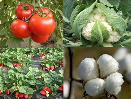 Fruit Ripening Agent Plant Hormone Ethephon 90%Tc