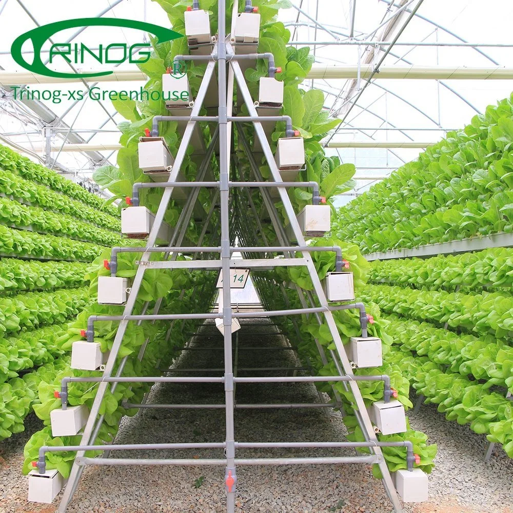 Multi-Span Cultivation Hydroponics System Plastic Film Greenhouse for Vegetables