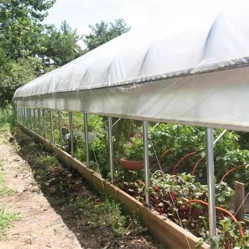 Po PE Tunnel Agriculture Forcing House Arch Greenhouse