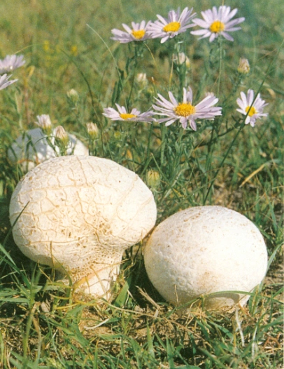 Calvatia Cyathiformis extracto en polvo