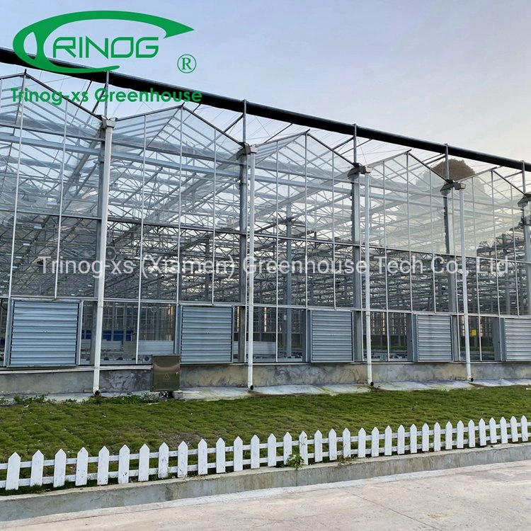 China Large Multi-span Commercial Galvanized Steel Pipe Structure Glass Greenhouse with Indoor Hydroponic System