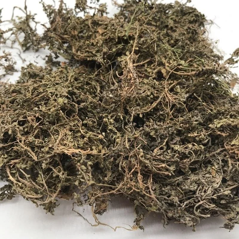 E Bu Shi Cao 100% Natural Chinese Herb Medicine Herba Centipedae