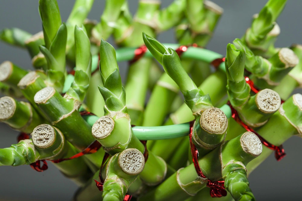 Dracaena Sanderiana бонсай Lucky бамбуковой решётки оплеткой цветочный мини оптовая торговля внутри помещений