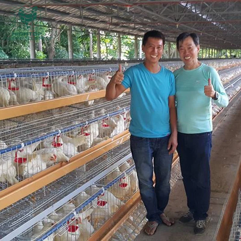 Poultry Farm Hens 160 Capacity Egg Laying Chicken  Cage For Layers