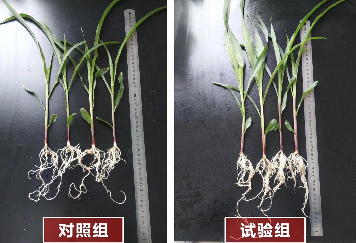 Auxin Hormon Dcpta 98%Tc, Pflanzenwachstum-Förderer