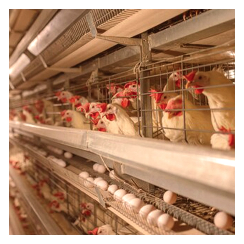 TCA Integrated Chicken Cages for Breeders Hens Reliable Automated Systems Poultry Farm Animal Husbandry Cage Poultry Equipment