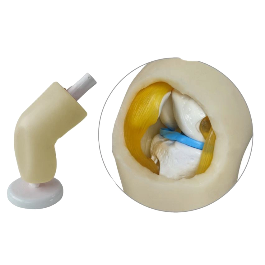 Doctor Knee Arthroscopy Model