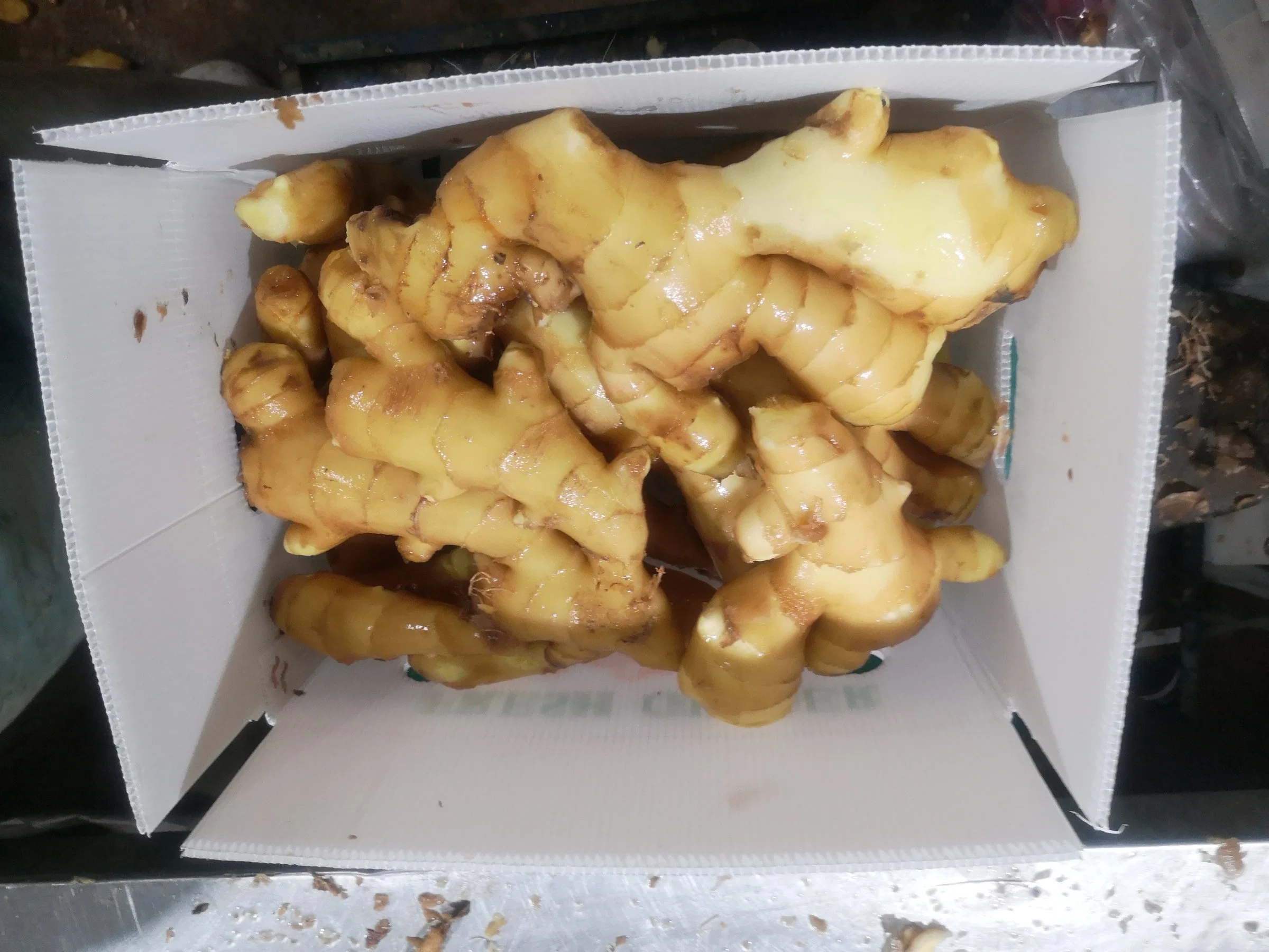 2020 New Crop Chinese Fresh Ginger with PVC Box Packing