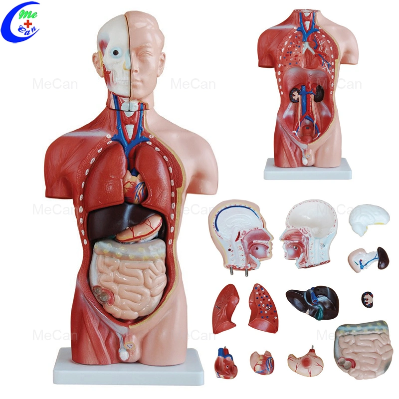 precio de fábrica 18 Partes 15 Mecán Educational Anatomía del cuerpo humano Modelo Torso médico