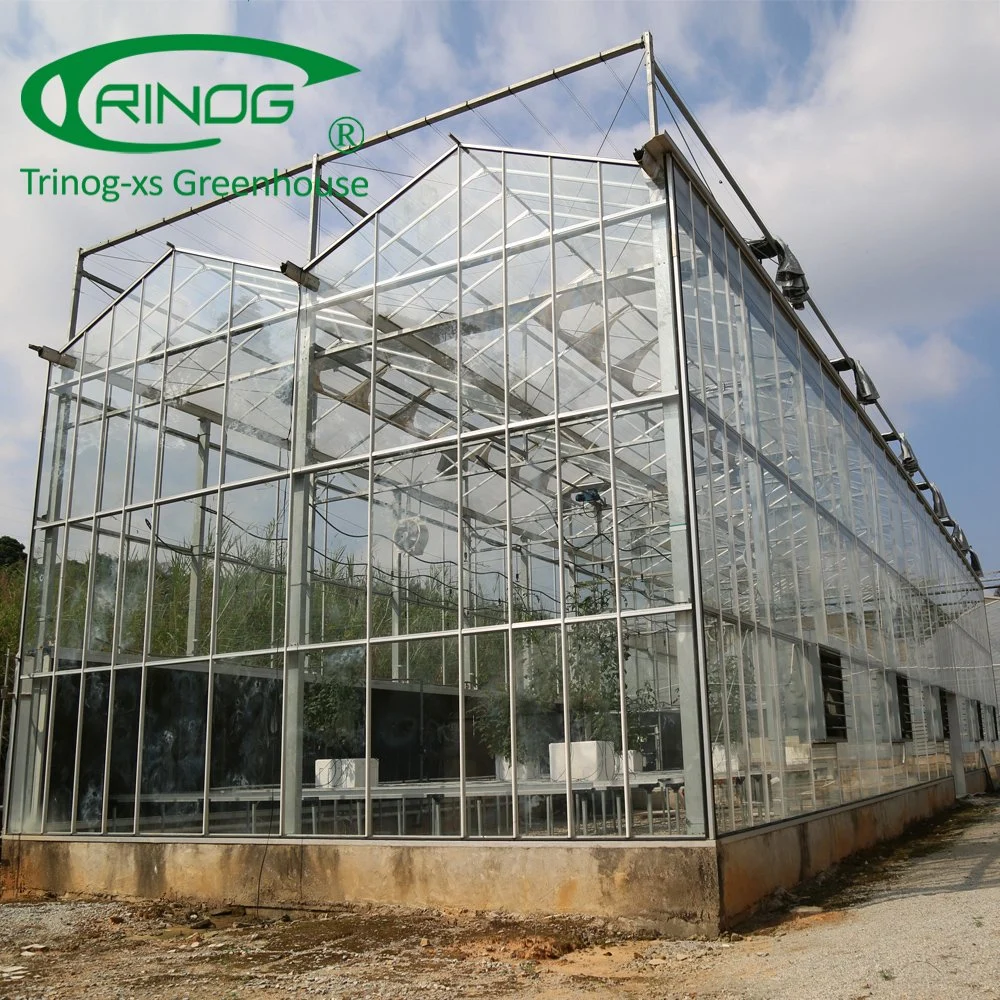 Advanced green house la culture hydroponique de tomate en verre