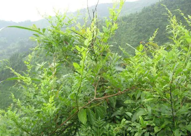 Extracto de té de la vid, el 98% de polvo Dihydromyricetin Dhm Ampelopsis hierba Grossedentata