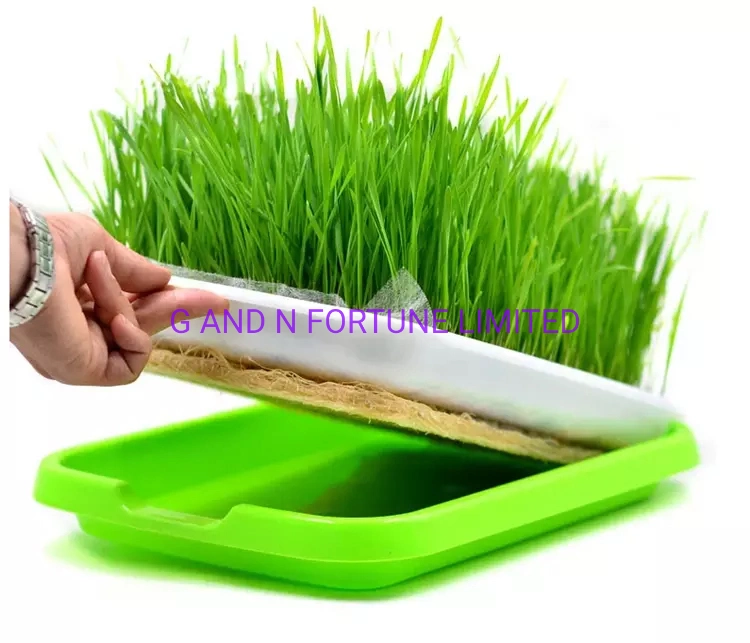 Seed Sprout Tray Kit Home Garden Sweet Buckwheat