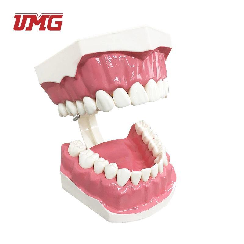 Haut de page Modèle d'étude des dents dentaire de vente